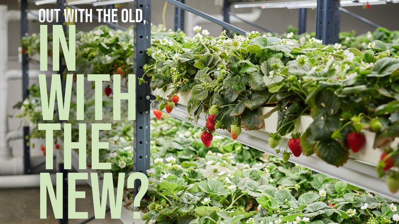Up, up and away! Is vertical farming the future of crop production in New Zealand? 