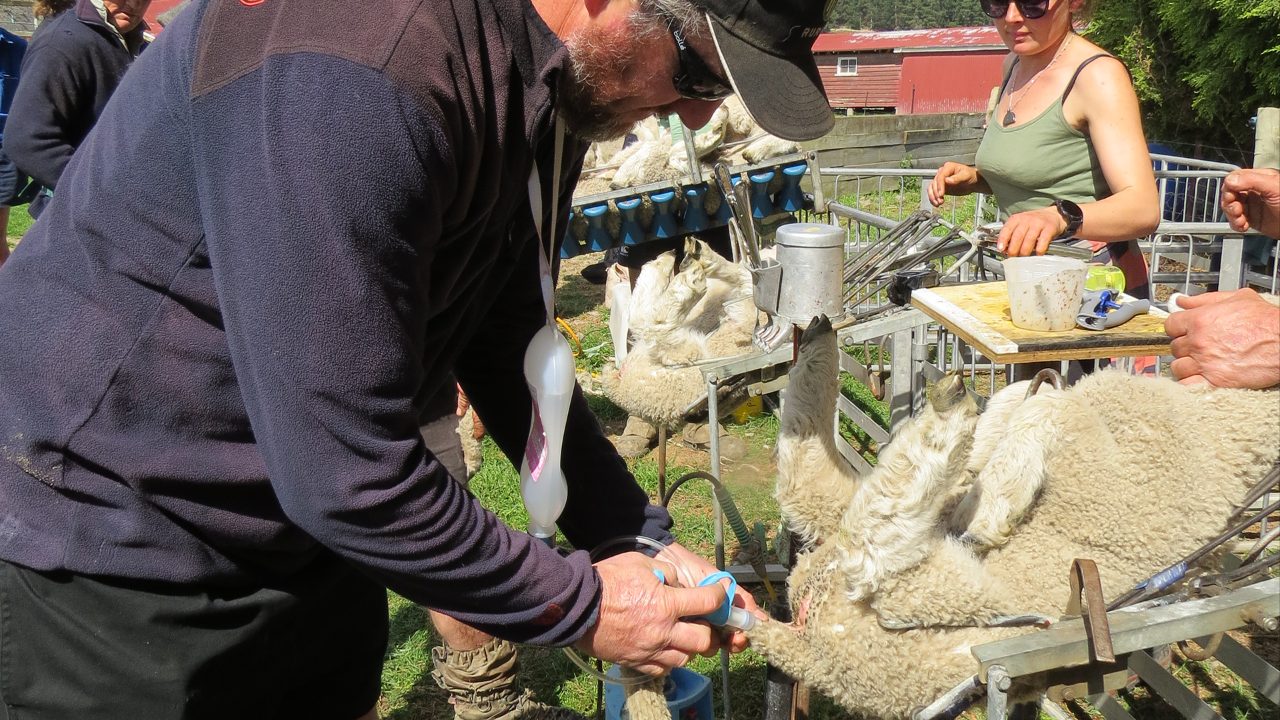 NZ first lamb pain relief field day explores best practices for fine, strong wool farmers 