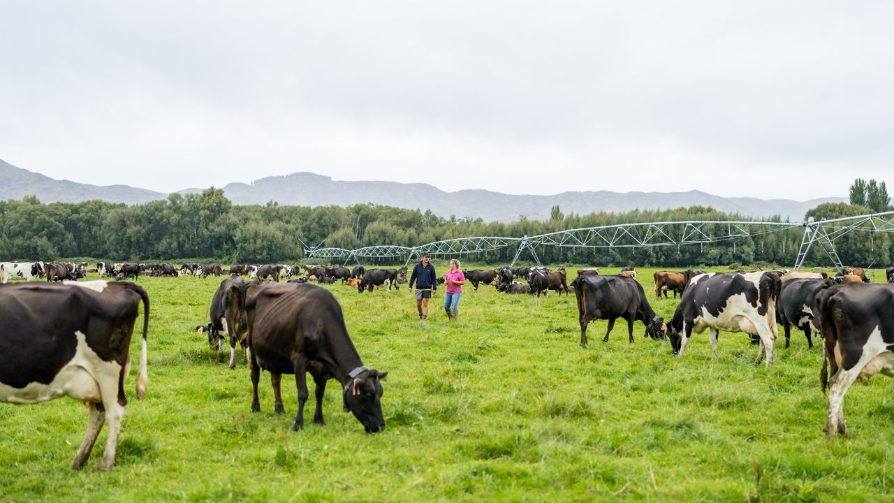 Beef & Lamb NZ unearth true cost of sweeping farming regulations in New Zealand