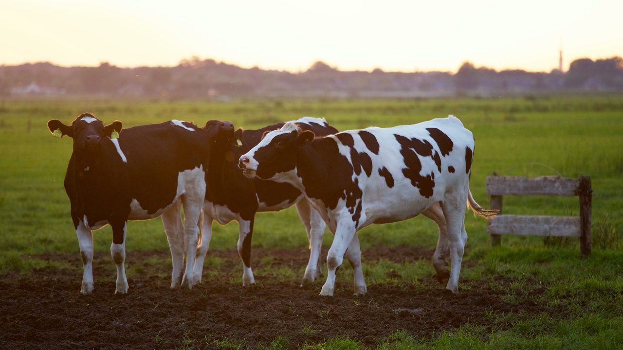 Nitrogen loss takes a dive: Canterbury's dairy farms on a green streak