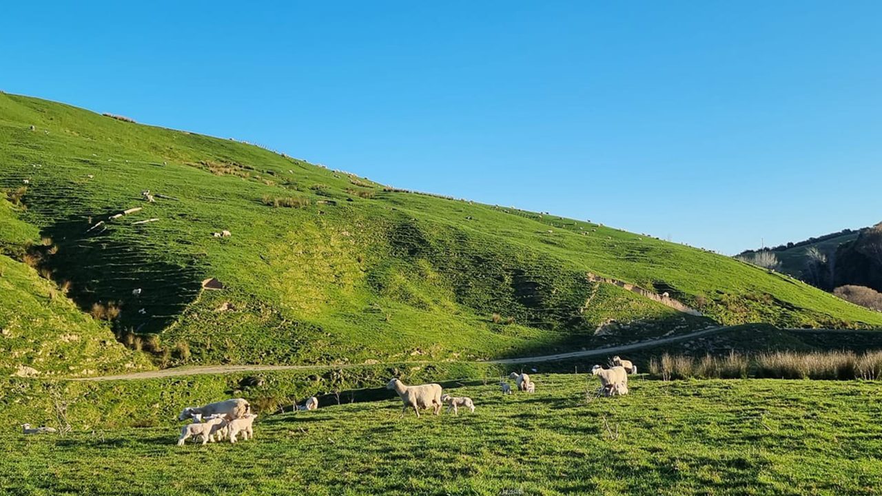 A new era for agriculture in New Zealand: National Party leader reveals election promise