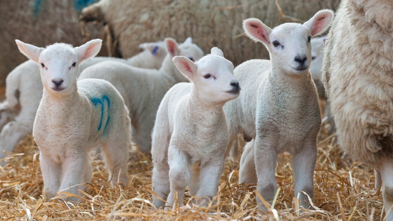 New Zealand farmers navigate challenges amidst strong lambing season