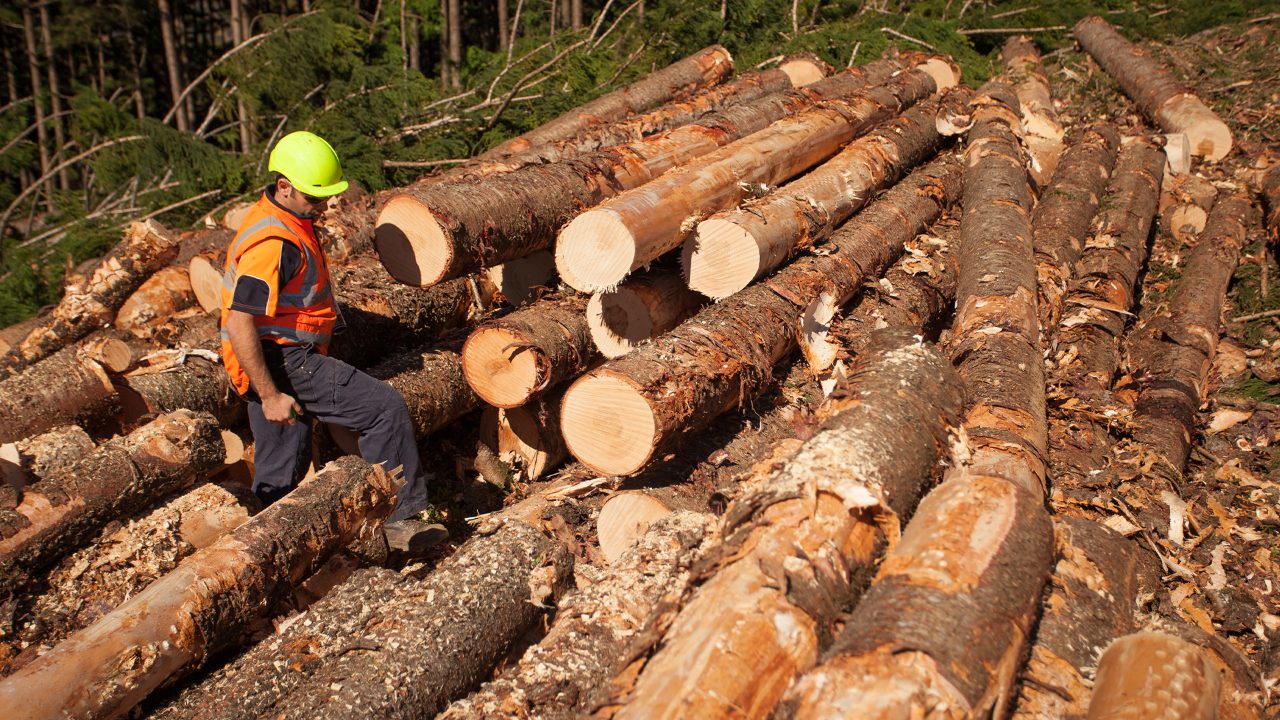 Unearthing Forestry Management: An insightful journey with Kyle Heagney