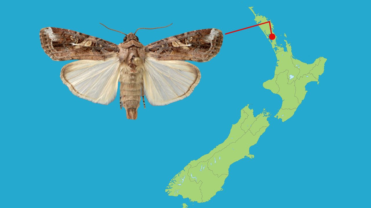Warning of fall armyworm spotted in Northland
