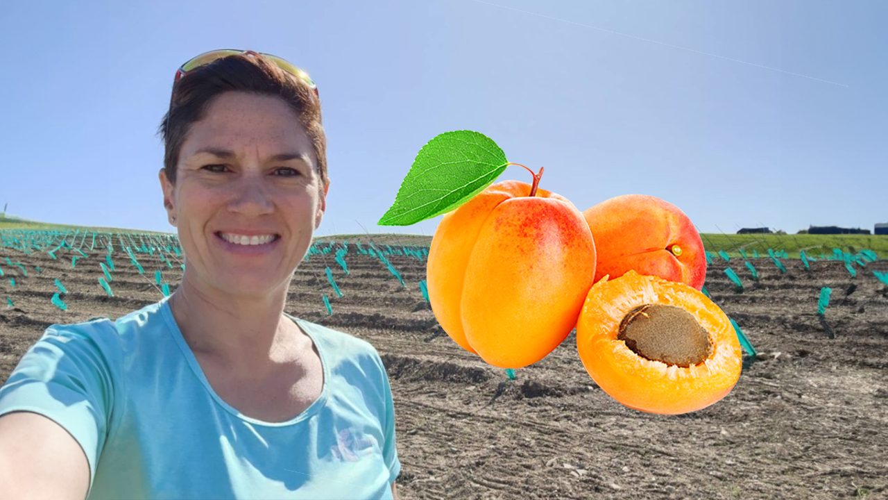 A juicy story: Fresh takes on Apricot branding and eco-friendly agriculture