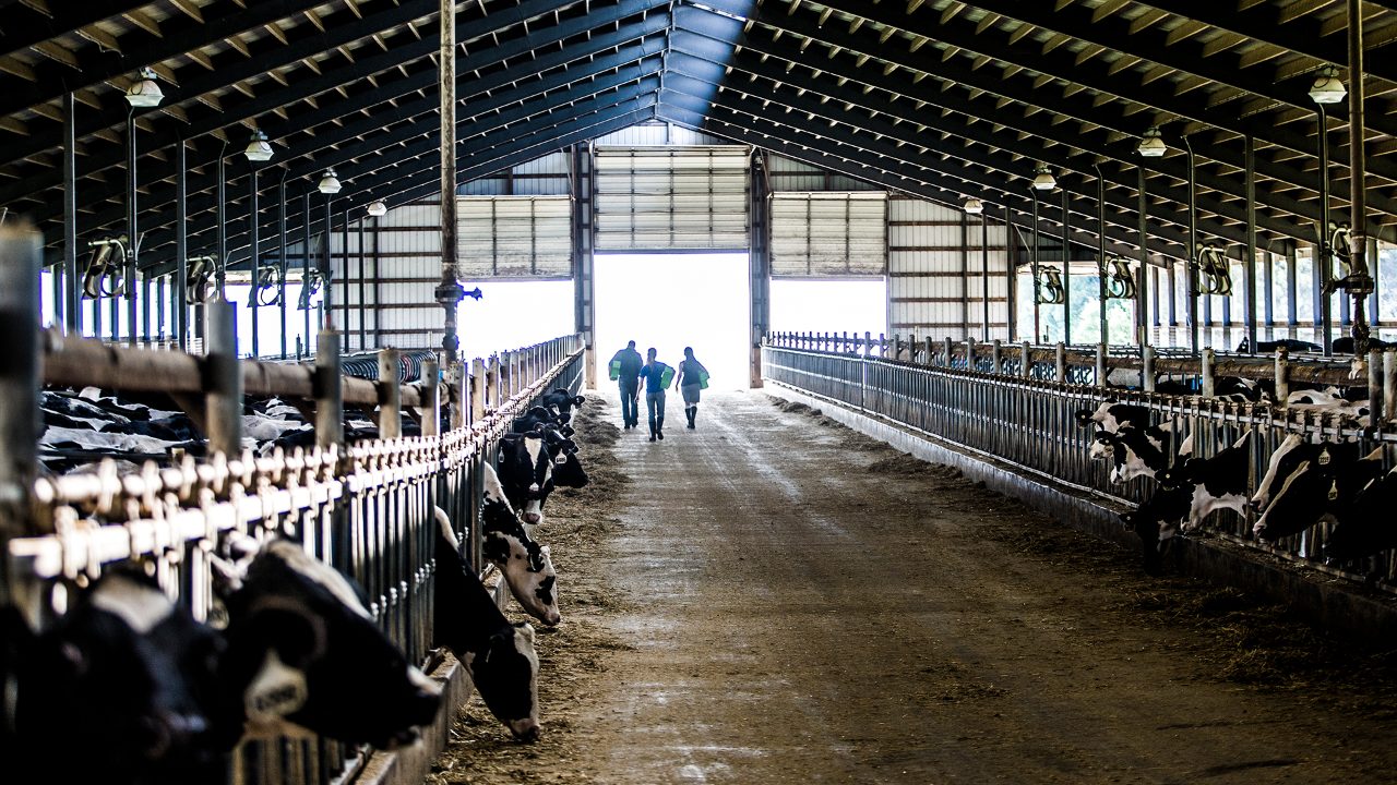 Fonterra's profit surge sparks optimism and higher milk price forecast
