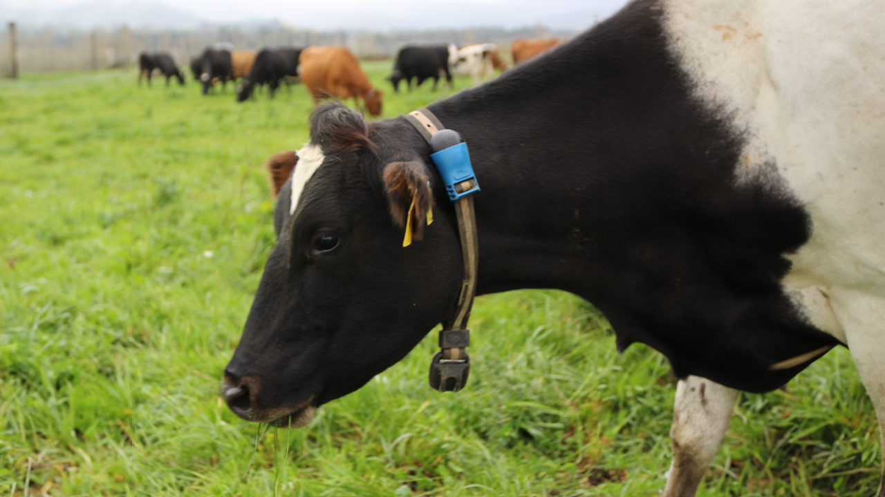 Revolutionising dairy farm sustainability: The recycling of SenseHub dairy collars