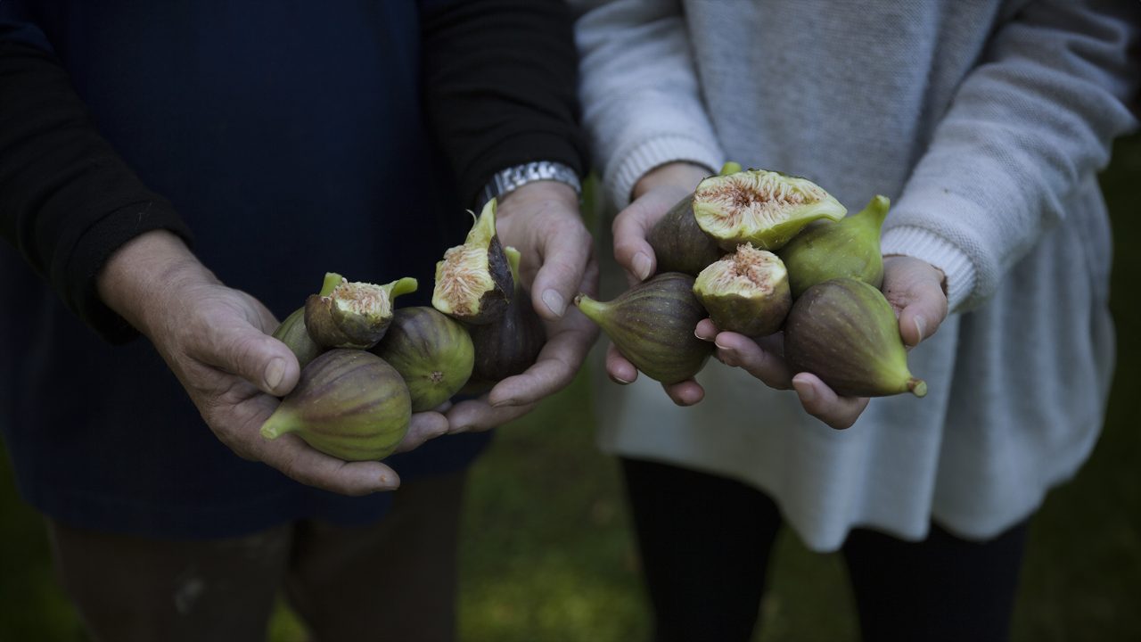 Sweet Success: The Art + Challenges of Fig Farming with Emily Hope