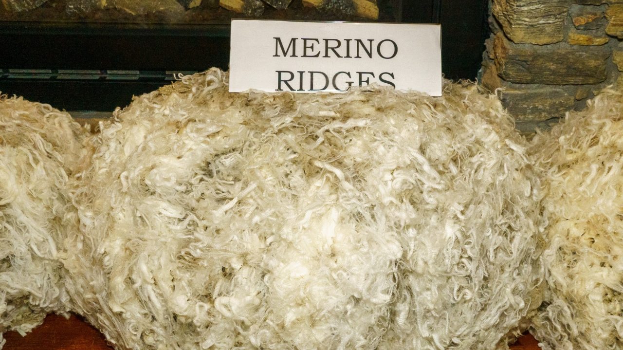 Otago Merino Association Chair Will Gibson On Recent Two-Tooth Competition