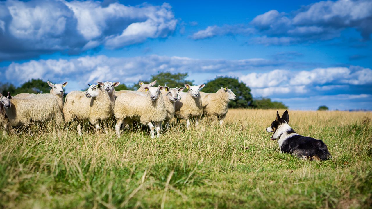 Shepherds + Their Dogs Competing In The Heart Of New Zealand